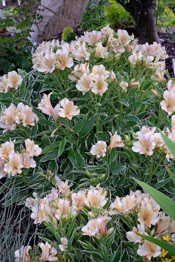 Image of Alstroemeria 'Princess Fabiana'