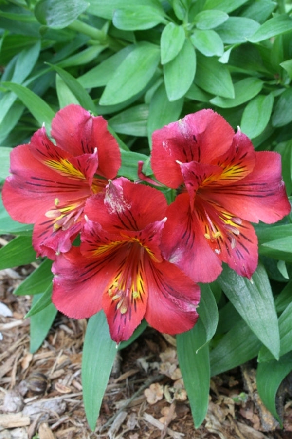 Image of Alstroemeria 'Princess Oxana' PP 14,075 taken at Juniper Level Botanic Gdn, NC by JLBG