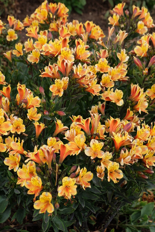 Image of Alstroemeria 'Summer Breeze' taken at Walters Gardens, MI by JLBG