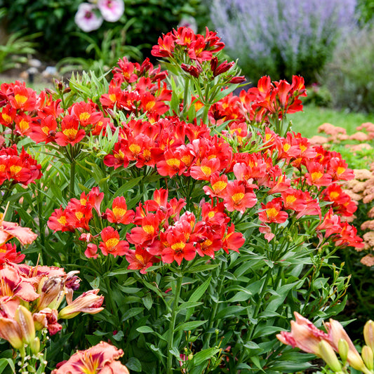 Image of Alstroemeria 'Summer Heat' taken at Walters Gardens, MI by Walters Gardens