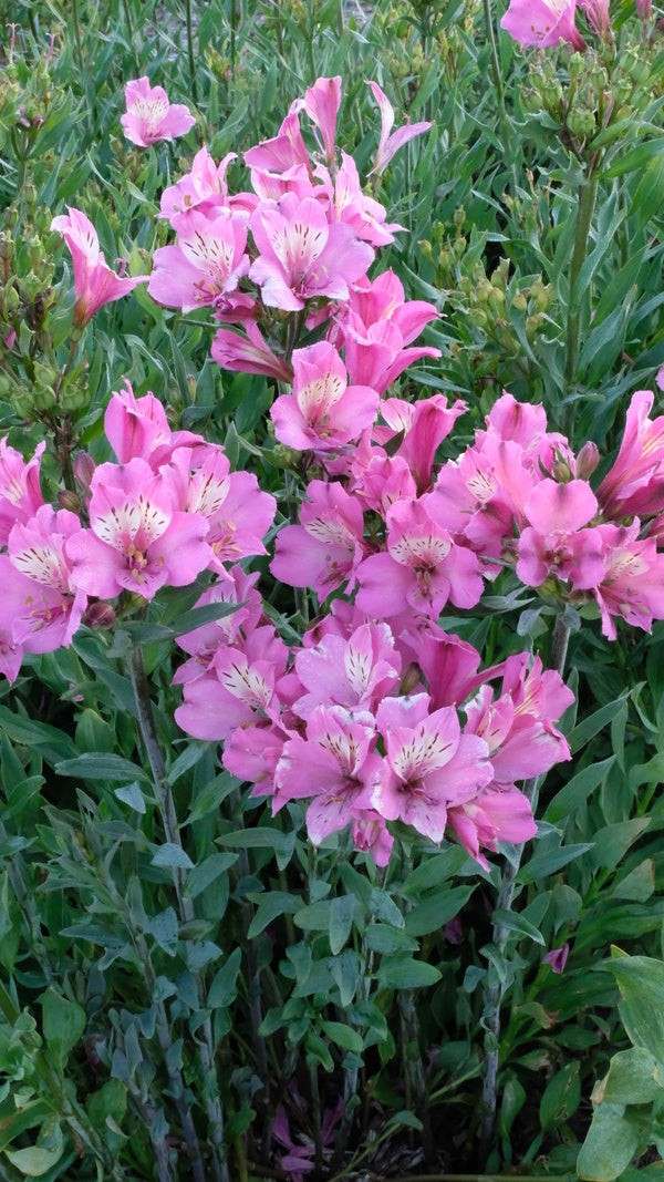 Image of Alstroemeria 'Summer Saint' taken at Walters Gardens, MI by JLBG