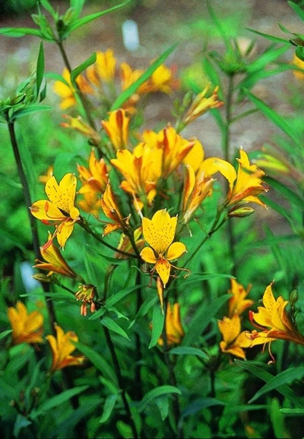 Image of Alstroemeria 'Sweet Laura'  taken at Juniper Level Botanic Gdn, NC by JLBG