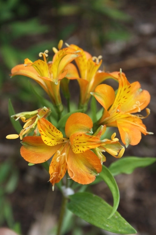 Image of Alstroemeria 'Tangerine Tango' PP 22,701 taken at Juniper Level Botanic Gdn, NC by JLBG