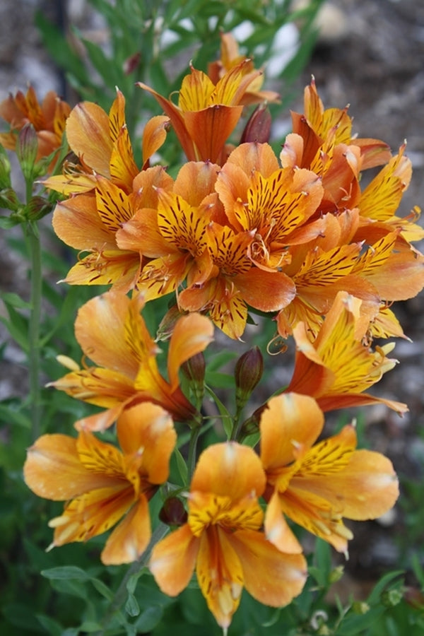 Image of Alstroemeria 'The Third Harmonic' taken at Juniper Level Botanic Gdn, NC by JLBG