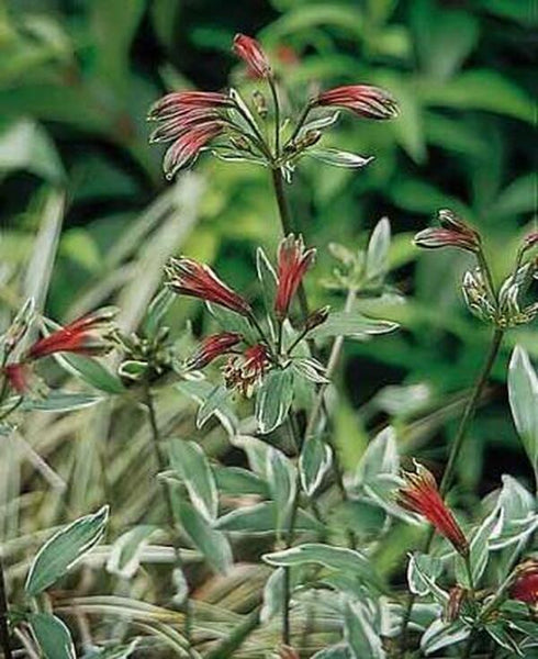 Alstroemeria psittacina Variegata