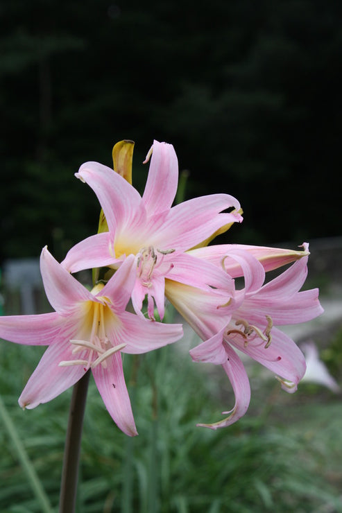 learn-about-amarygia-parkeri-rosea-pink-parker-s-amarygia