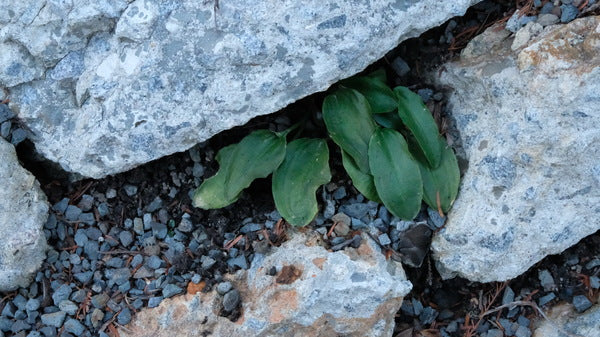 Image of Ambrosinia bassii taken at Juniper Level Botanic Gdn, NC by JLBG