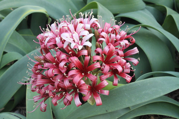 Image of Ammocharis coranica