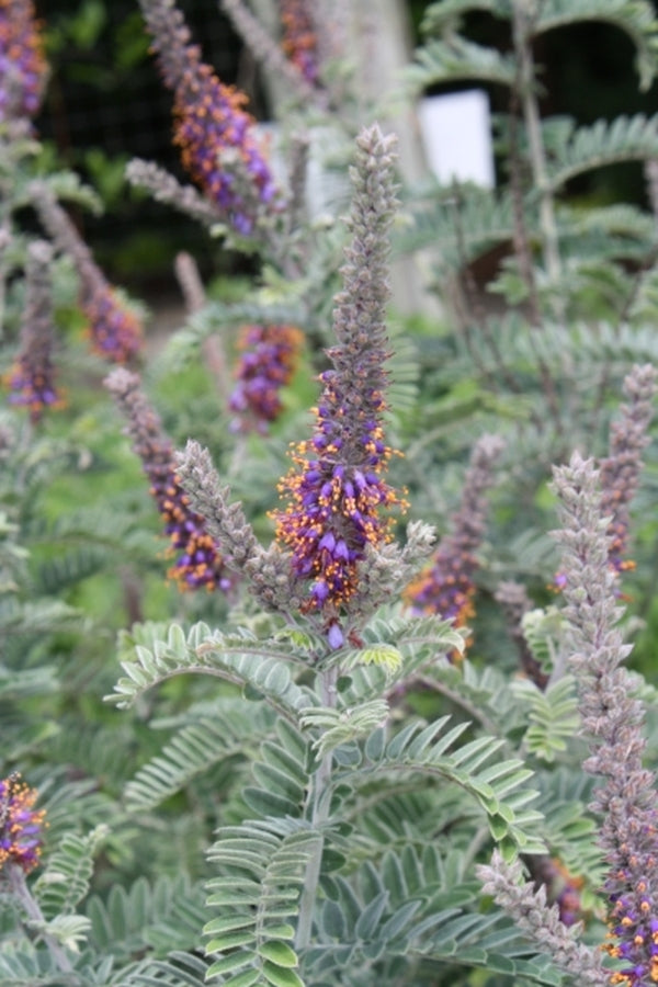 Learn about Amorpha canescens Arkansas form | Leadplant