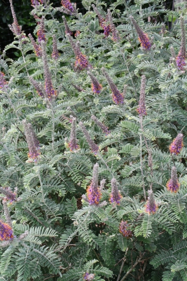 Image of Amorpha canescens Arkansas form taken at Juniper Level Botanic Gdn, NC by JLBG