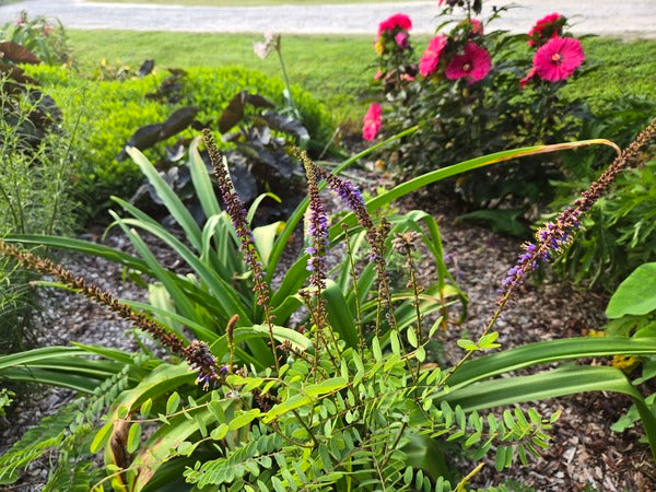 Image of Amorpha confusa 'Brunswick' taken at Juniper Level Botanic Gdn, NC by JLBG