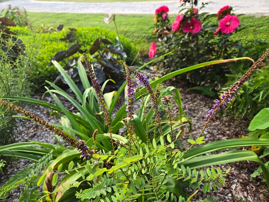 Image of Amorpha confusa 'Brunswick' taken at Juniper Level Botanic Gdn, NC by JLBG