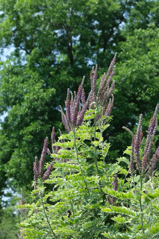 Image of Amorpha x notha 'Half-back' taken at Juniper Level Botanic Gdn, NC by JLBG