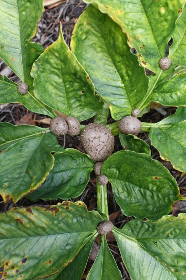 Image of Amorphophallus bulbifer 'Old Warty' taken at Juniper Level Botanic Gdn, NC by JLBG