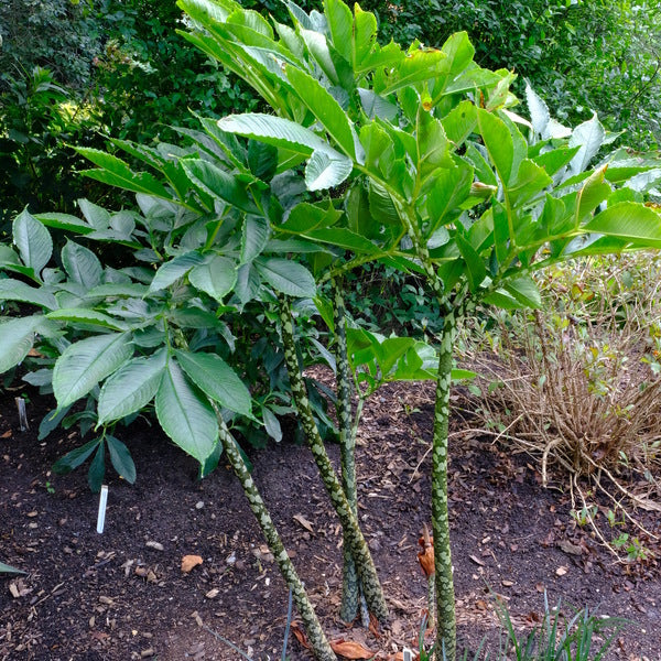 Image of Amorphophallus bulbifer 'Old Warty' taken at Juniper Level Botanic Garden, Raleigh NC by JLBG