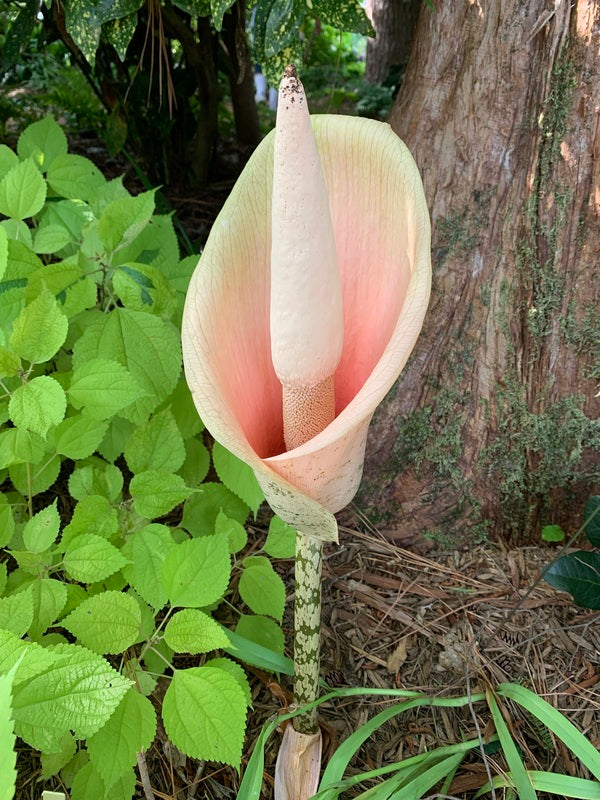 Amorphophallus-bulbifer-Old-
