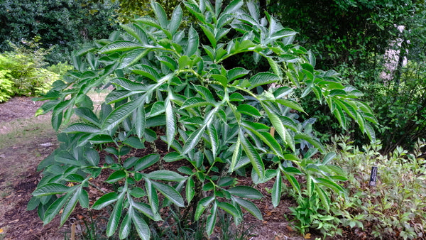 Image of Amorphophallus bulbifer 'Old Warty' taken at Juniper Level Botanic Gdn, NC by JLBG