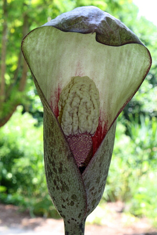 Image of Amorphophallus corrugatus 'Mint Julep' taken at Juniper Level Botanic Gdn, NC by JLBG