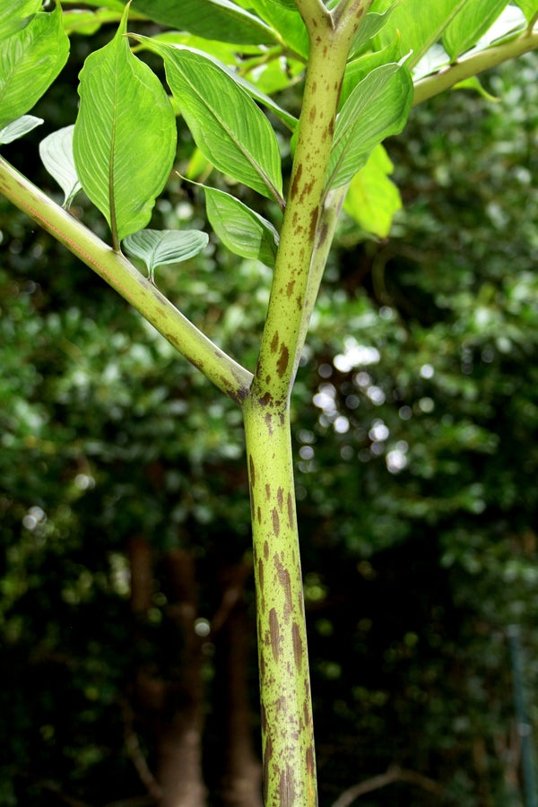 Image of Amorphophallus corrugatus 'Mint Julep' taken at Juniper Level Botanic Gdn, NC by JLBG