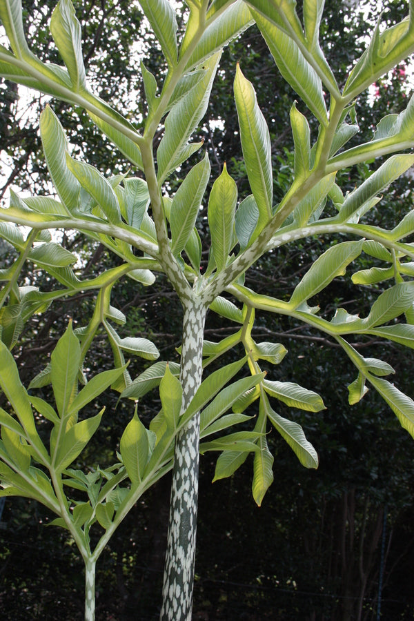 Image of Amorphophallus dunnii