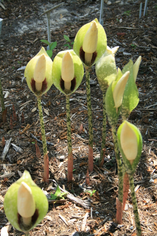 Image of Amorphophallus dunnii