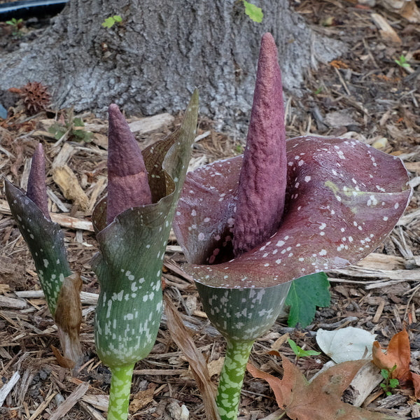 Amorphophallus-dunryi-Peter-
