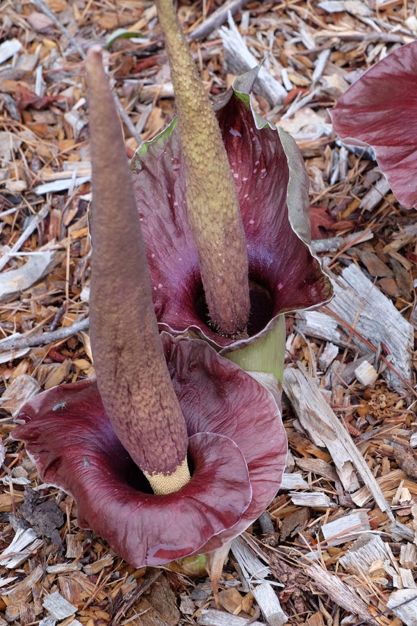 Image of Amorphophallus henryi taken at Juniper Level Botanic Gdn, NC by JLBG