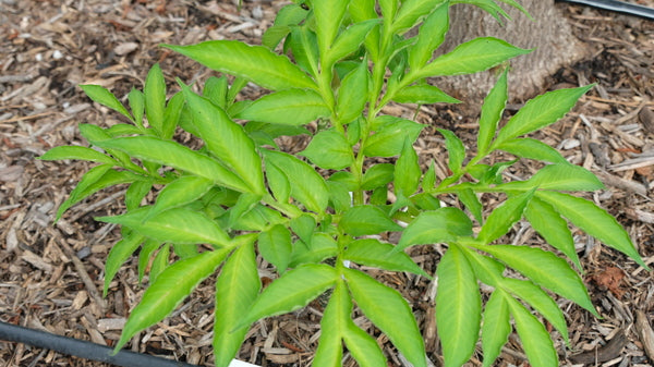 Image of Amorphophallus henryi taken at Juniper Level Botanic Gdn, NC by JLBG