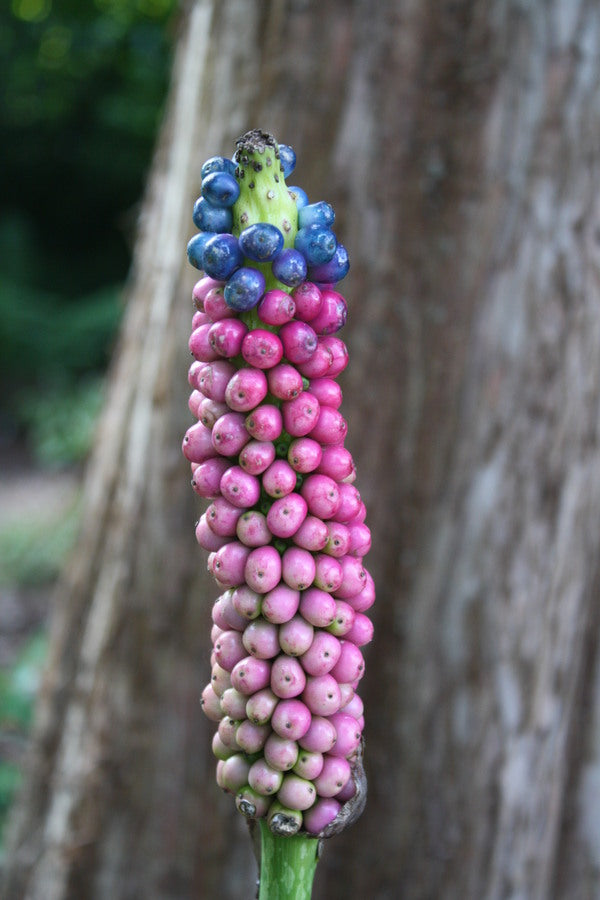 Image of Amorphophallus kiusianus taken at Juniper Level Botanic Gdn, NC by JLBG