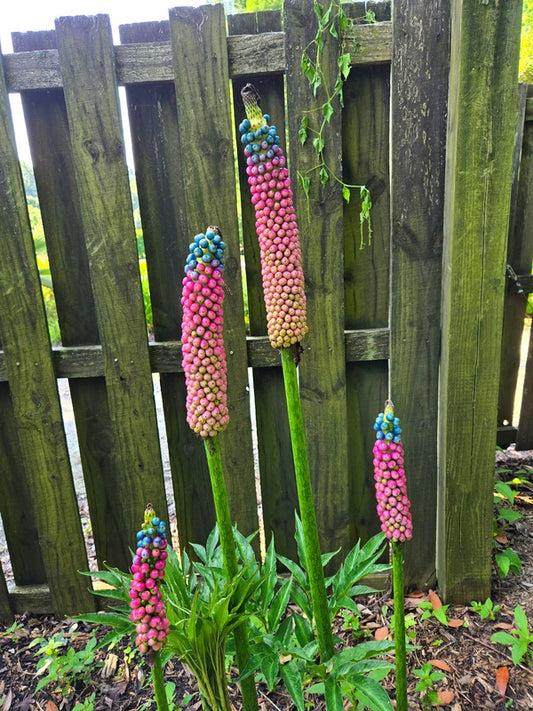 Image of Amorphophallus kiusianus taken at Juniper Level Botanic Gdn, NC by JLBG