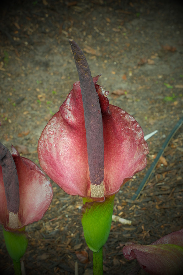 Image of Amorphophallus x konbus 'Green Genes' taken at Juniper Level Botanic Gdn, NC by JLBG