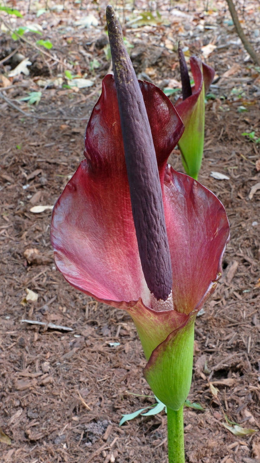 Image of Amorphophallus x konbus 'Green Genes' taken at Juniper Level Botanic Gdn, NC by JLBG