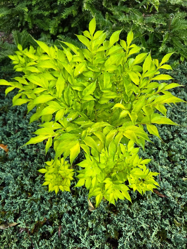 Image of Amorphophallus konjac 'Gordon's Gold' taken at Juniper Level Botanic Gdn, NC by JLBG