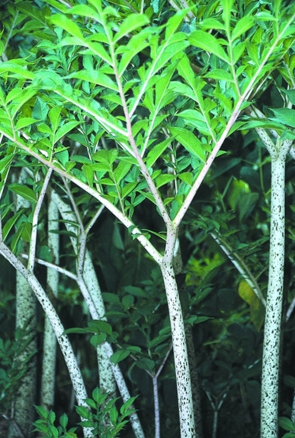 Image of Amorphophallus konjac 'Leo Song' taken at Juniper Level Botanic Gdn, NC by JLBG