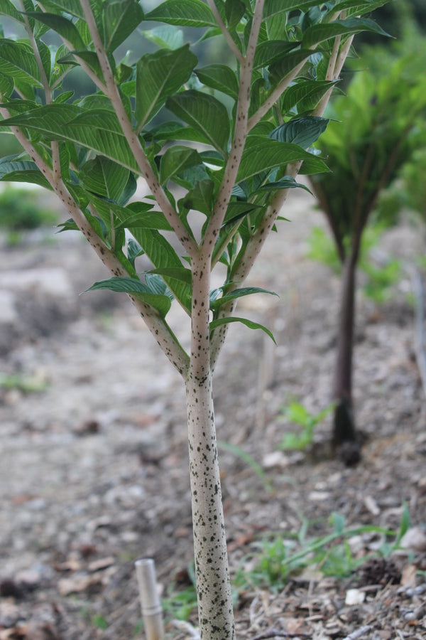 Image of Amorphophallus konjac 'Leo Song' taken at Juniper Level Botanic Gdn, NC by JLBG