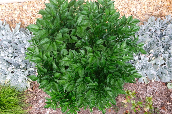 Image of Amorphophallus konjac 'Pinto' taken at Juniper Level Botanic Gdn, NC by JLBG