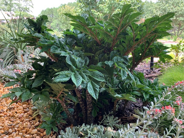 Image of Amorphophallus konjac 'Pinto' taken at Juniper Level Botanic Garden, Raleigh NC by Lidia Churakova
