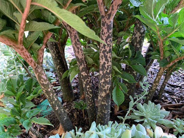 Image of Amorphophallus konjac 'Pinto' taken at Juniper Level Botanic Garden, Raleigh NC by Lidia Churakova
