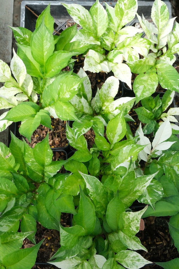 Image of Amorphophallus konjac 'Shattered Glass' taken at Juniper Level Botanic Gdn, NC by JLBG