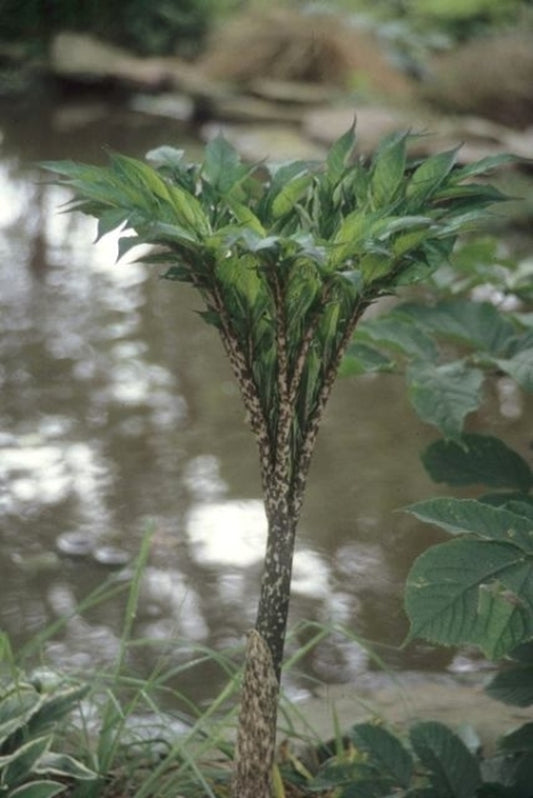 Image of Amorphophallus konjac taken at Juniper Level Botanic Gdn, NC by JLBG