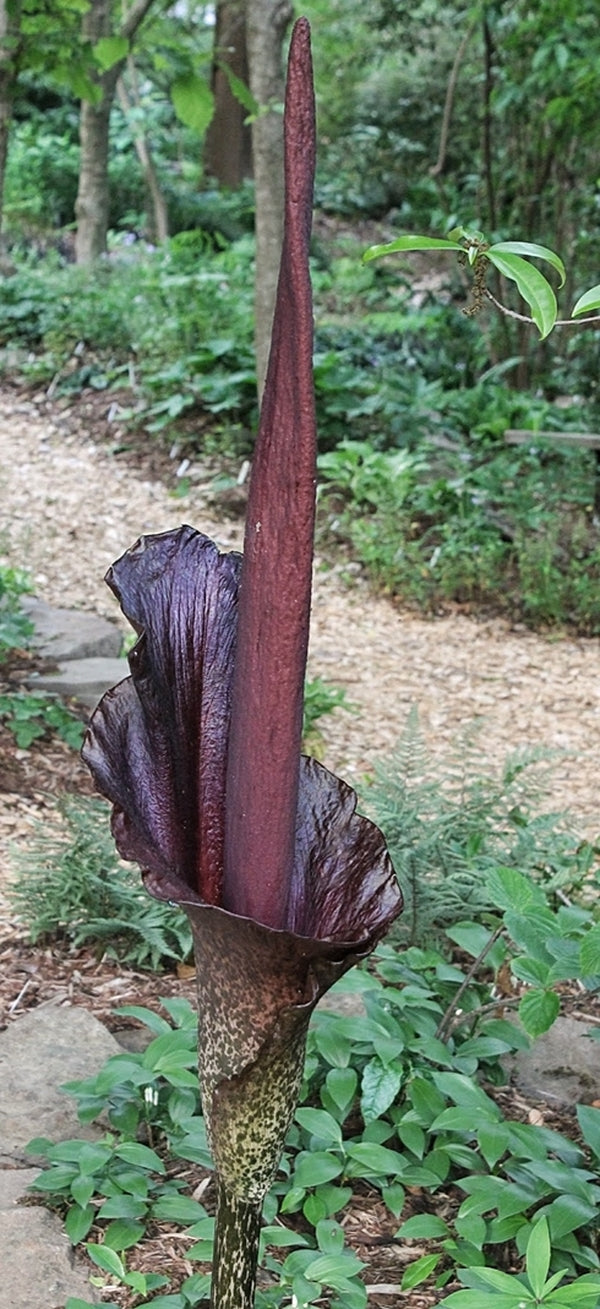 Image of Amorphophallus konjac taken at Juniper Level Botanic Gdn, NC by JLBG