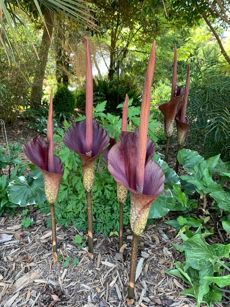Image of Amorphophallus konjac taken at Juniper Level Botanic Garden, Raleigh NC by Lidia Churakova