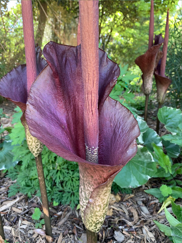 Image of Amorphophallus konjac taken at Juniper Level Botanic Garden, Raleigh NC by Lidia Churakova
