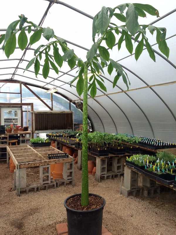 Image of Amorphophallus titanum taken at JLBG by C. Hardison