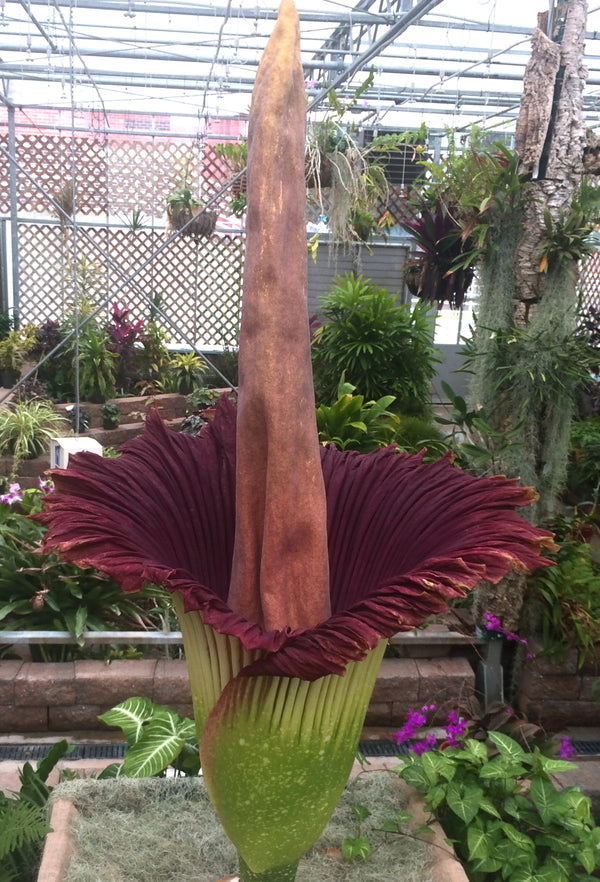 Image of Amorphophallus titanum taken at NC State University by B. Huber