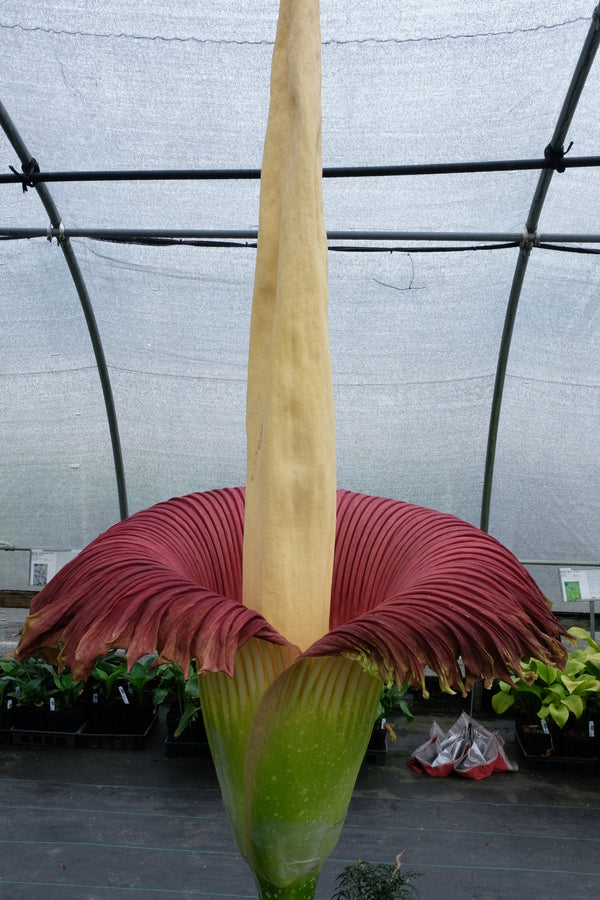 Image of Amorphophallus titanum taken at Juniper Level Botanic Gdn, NC by JLBG