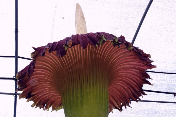 Image of Amorphophallus titanum taken at Juniper Level Botanic Gdn, NC by JLBG