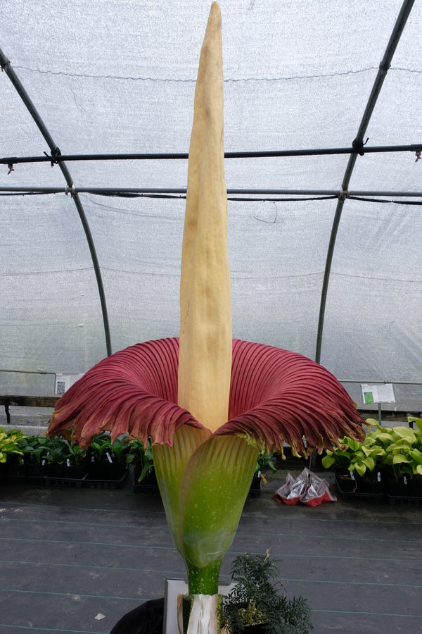 Image of Amorphophallus titanum taken at Juniper Level Botanic Gdn, NC by JLBG