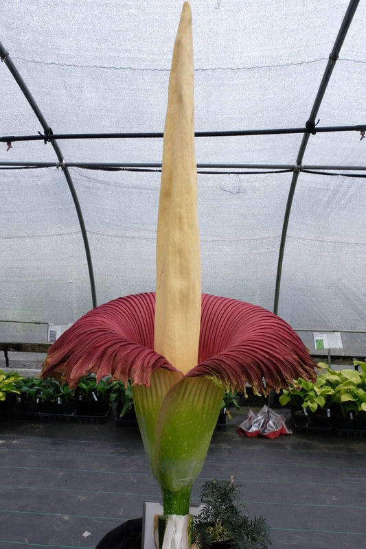 Image of Amorphophallus titanum taken at Juniper Level Botanic Gdn, NC by JLBG