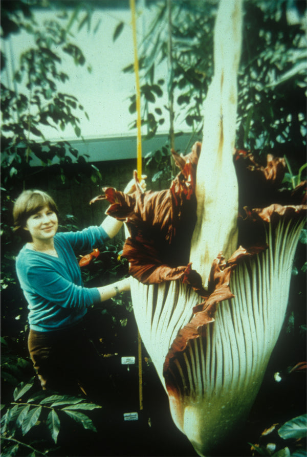 Image of Amorphophallus titanum taken at Kew Gdns, UK by J.C. Raulston